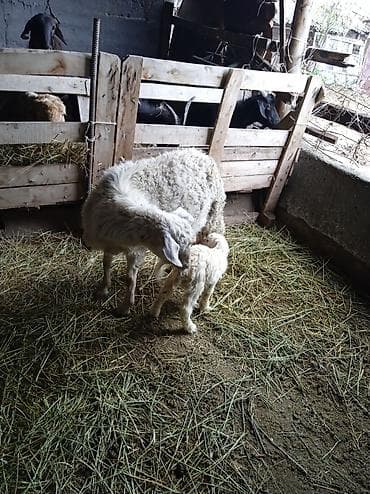 купить бенгальскую кошку: Продаю | Овца (самка) | Для разведения | Матка — 2