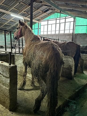 Продаю | Кобыла (самка) | Рабочий | Осеменитель