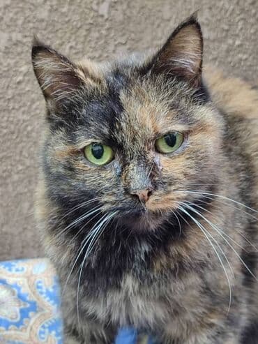 Ищем дом кошке. Привезём сами