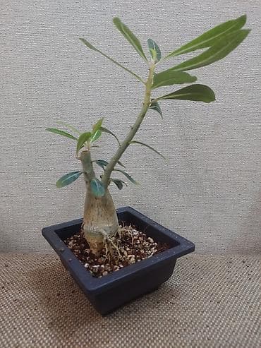 толстянка купить: Аденiums (Adenium obesum) – коллекционные суккуленты с каудексом — 10