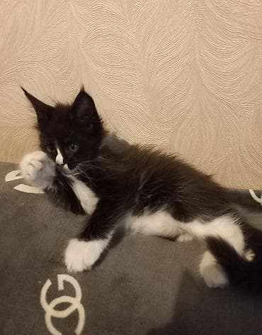 кошка серый: Спешите забронировать крупных котят породы мейн-кун от красивой пары — 3