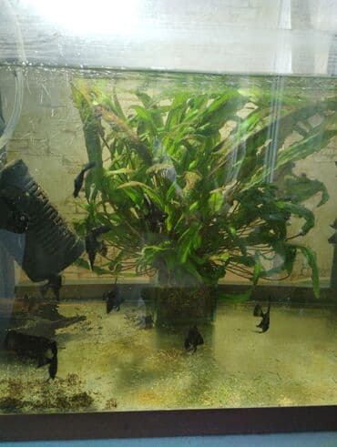 малек форели: Гуппи 35с меченосцы от 50 с анцитрусы мальчики взрослые по 300с — 6