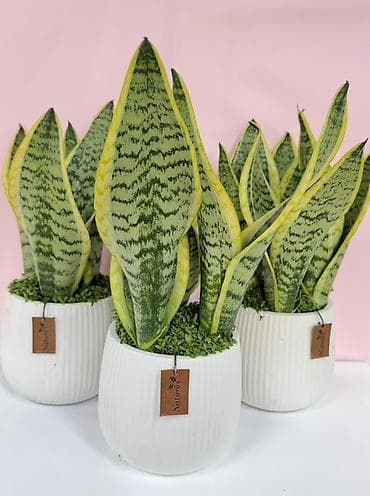 🌿 Сансевиерия одна из самых неприхотлых растений для дома. Красиво at lalafo.kg 🌿 Сансевиерия одна из самых неприхотлых растений для дома. Красиво