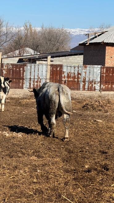 каровы садовое: Продаю | Бык (самец) | Осеменитель — 2