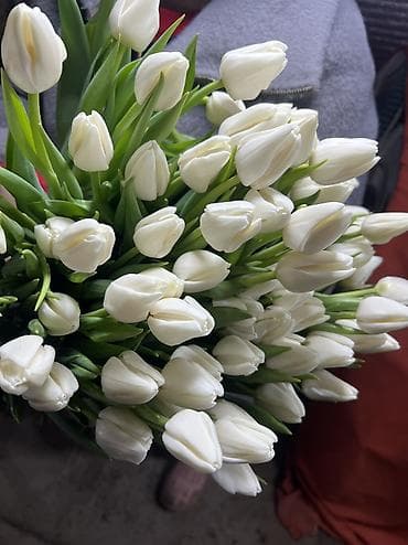 спал диван: 🌷 Тюльпаны на продажу! Свежие, качественные, выращиваем сами. С — 8