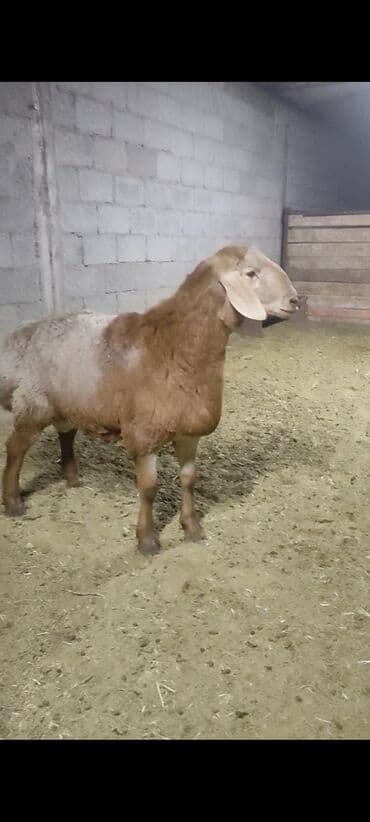 хаски шенок: Продаю | Баран (самец) | Для разведения | Племенные — 8