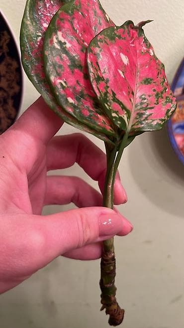 Аглаонема пестролистная (черенок) - Декоративно-лиственное комнатное