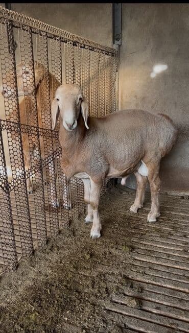 корм для форел: Продаю | Баран (самец) | Для разведения | Племенные — 2