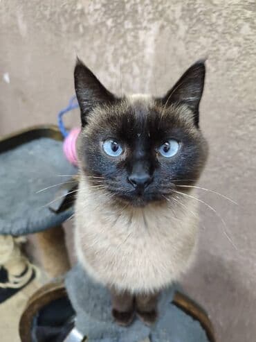 фонд добрые руки: Ищем дом кошечке. Привезём сами — 3