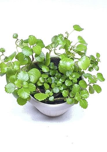 Диффенбахии: Продаю 🪴 🌺 комнатные растения 🪴 Пассифлора кализия розовая пантера — 9