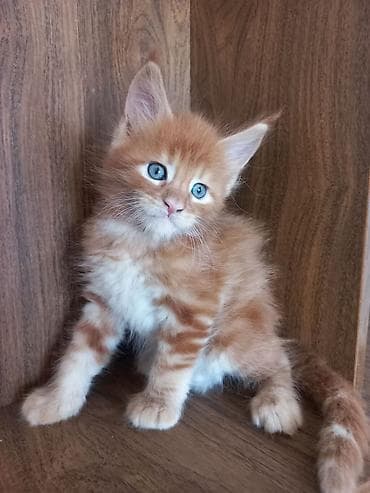 буудай баасы 2026: 🐾🐈Предлагаются к ранней брони очаровательные котята мейн-кун — 4