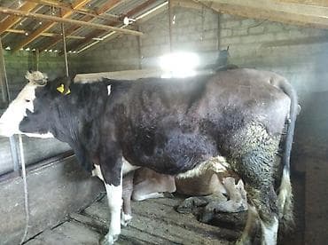 терьеры породы: Продаю | Корова (самка) | Для молока — 1