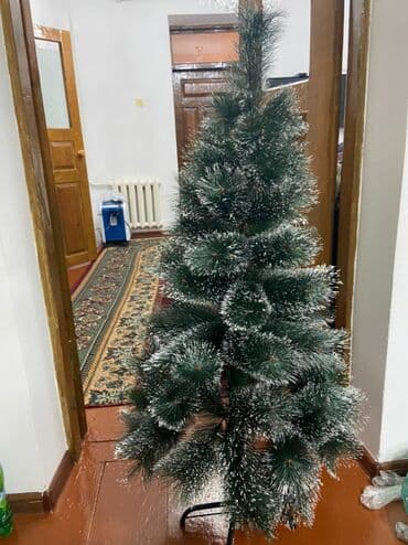 комнатные цветы каракол: Продаю — 2