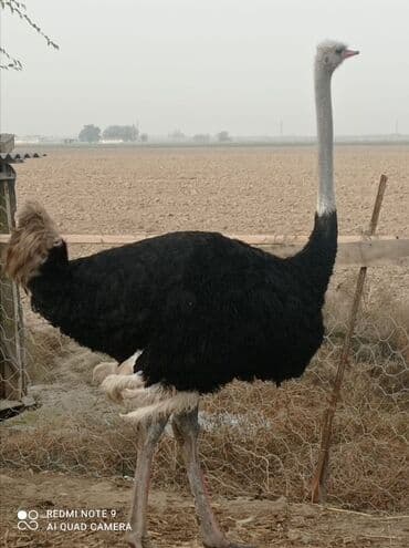 корм для птенцов волнистых попугаев: ‼️СРОЧНО Страусы (пара, самец и самка) - Вид: африканский страус — 2