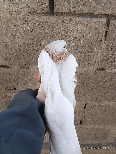 бойные голуби продажа: Голубь декоративный, окрас светло-серый с кофейно‑рыжими пятнами на — 6