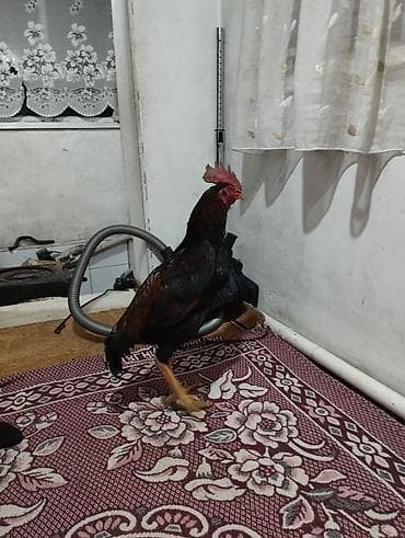 чоп сатып алабыз: Сатам | Короздор | Тебиштирүүчү | Көбөйтүү үчүн — 2