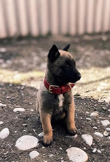 сухое молоко для животных: Бельгийская овчарка, 2 месяца, Самка, С прививкой — 2