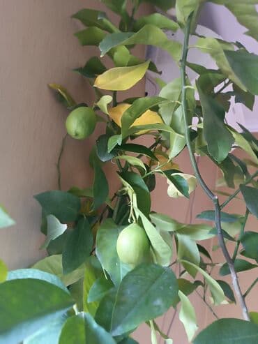 кора для сада: Плодоносящий 🍋 лимон. Высота более 2 метров — 3