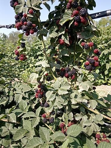 лучшие сорта малины в кыргызстане: Саженцы ежевики продаются! второй год. цена ДОГОВОРНАЯ! — 3