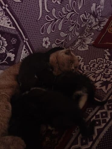 Грызуны: Британская короткошёрстная, 2 месяца, Мальчик — 7