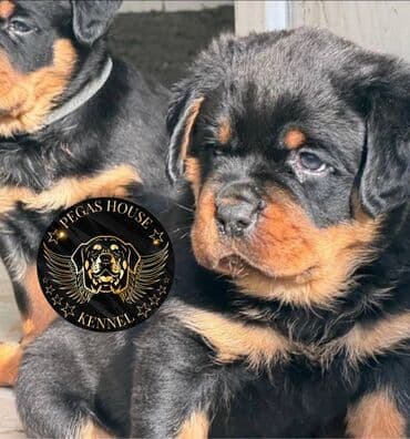 алабай щенок купить: Ротвейлер, 2 месяца, Самец, С прививкой, С родословной — 2