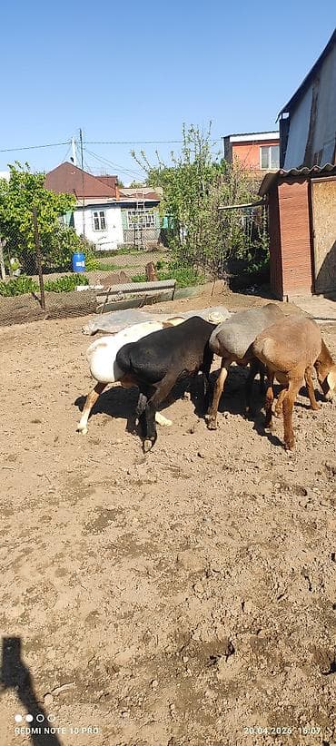 грил козу: Продаю | Баран (самец) | На забой, Для разведения | Племенные — 5