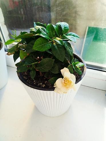 gardena: Гардения жасминовидная в горшке - Ароматное комнатное растение с — 2