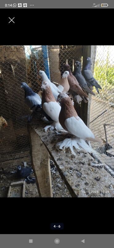 Породные голуби декоративных пород. Описание: - Голуби с выраженным