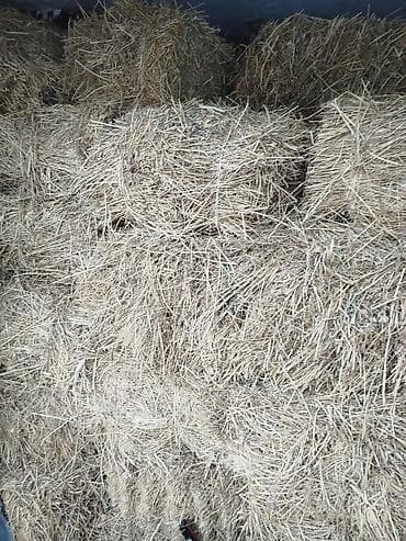 джерсейская порода коров купить: Сено в тюках - Прессованные прямоугольные тюки, плотная увязка — 4