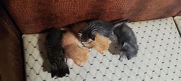 Үй жаныбарлары: Котята, помёт из 5 малышей, 2 рыжих мальчика, 1 тигровый мальчик, 1 — 7