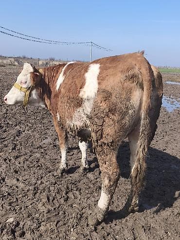 Лошади, кони: Продаю | Корова (самка) | Для молока — 2