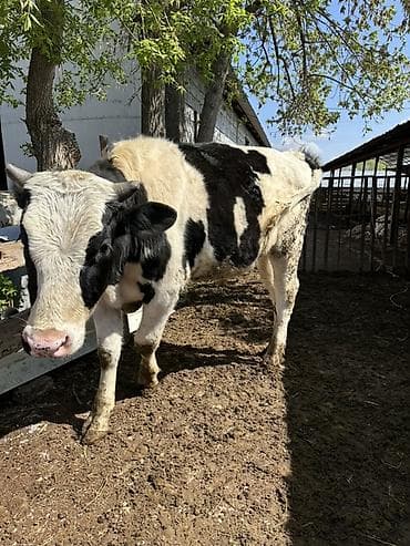 бычок телята: Продаю | Бык (самец) | Симментальская | Для разведения | Племенные — 2