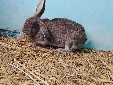 бенгальские кошка: Продаю | Крольчиха (самка) | Для разведения — 4