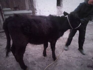 коровы молочной породы купить: Продаю | Тёлка | Абердин-ангус | На откорм | Привязанные — 4