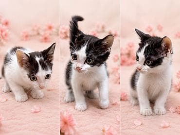 кошко: 🐾 Ищут дом милые котята! Активные, ласковые и очень хорошие малыши — 2