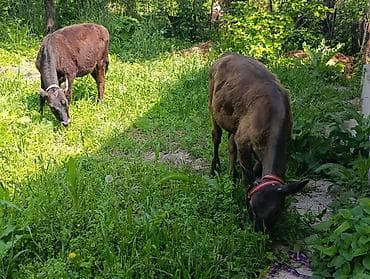 улака ат: Продаю | Тёлка, Музоо, торпок | Алатауская | Для разведения — 5