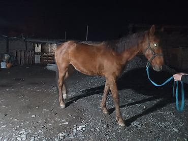 собаки лайки: Продаю | Жеребец | Рабочий — 6