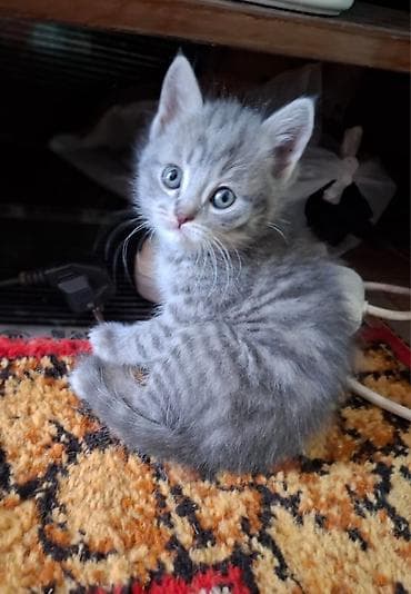 отдам бесплатно котенка: Домашние котята. В хорошие руки — 2