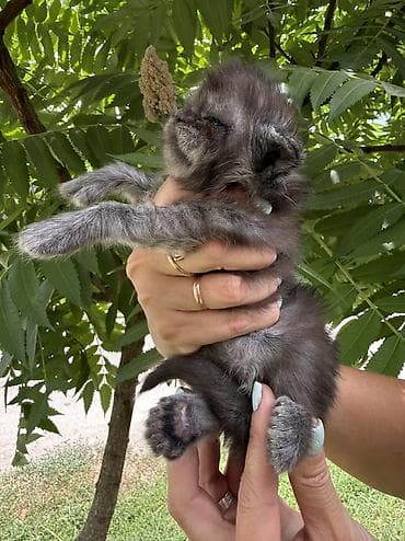 Мышыктар: Питомник POLYLENDCOON представляет Вам наших ЭКСКЛЮЗИВНЫХ ШИКАРНЕЙШИХ — 2