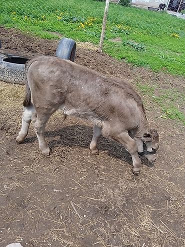 ветеринар бишкек: Продаю | Бык (самец) | На откорм | Привязанные — 4