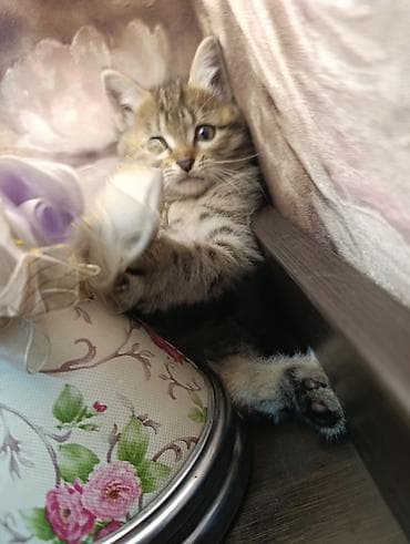 бенгальский кот: Беспородная, 2 месяца, Мальчик, Приучена к лотку — 7