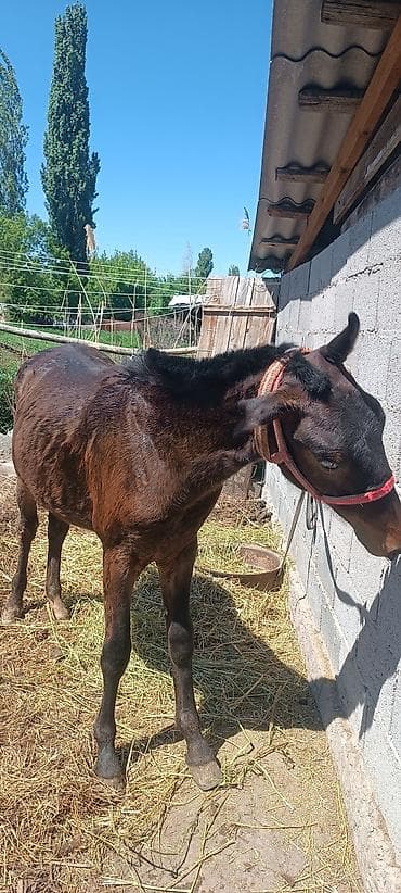 лош ат: Продаю | Жеребенок — 3