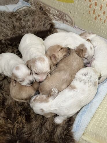 купить собаку объявления: Кокер-спаниель, 1 месяц, Самец — 9