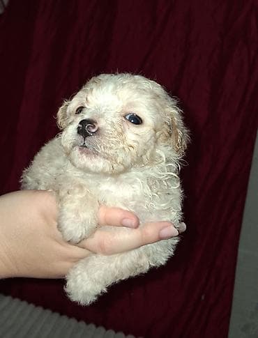 Пудель, 1 месяц, Самец at lalafo.kg Пудель, 1 месяц, Самец
