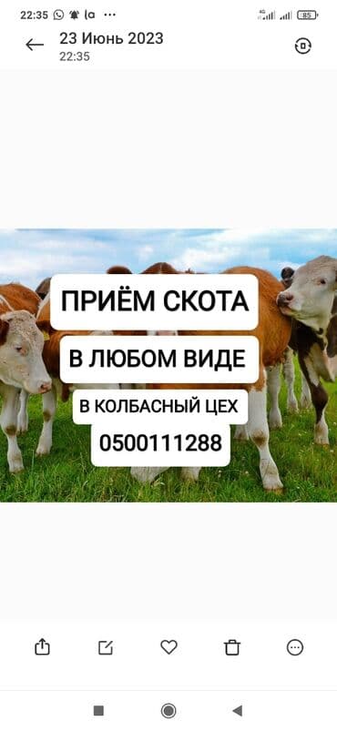 Куплю | Коровы, быки, Лошади, кони, Другие с/х животные | Круглосуточно, Любое состояние, Забитый at lalafo.kg Куплю | Коровы, быки, Лошади, кони, Другие с/х животные | Круглосуточно, Любое состояние, Забитый
