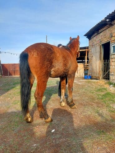 продам козу дойную: Продаю | Жеребец | На забой — 2