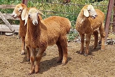 уй музо: Продаю | Овца (самка), Ягненок, Баран (самец) | Арашан | Для разведения | Племенные, Осеменитель, Матка — 8