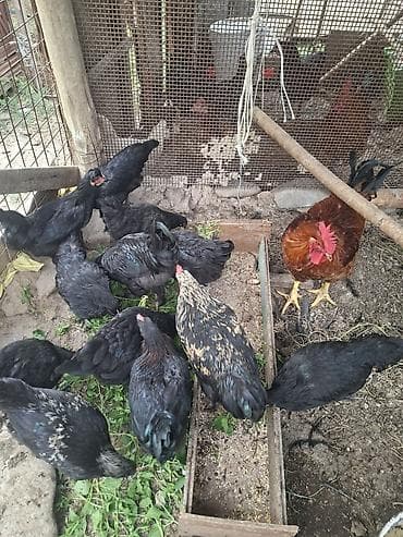 продам друга: Продаю | Куры | Домашняя | Для разведения — 2