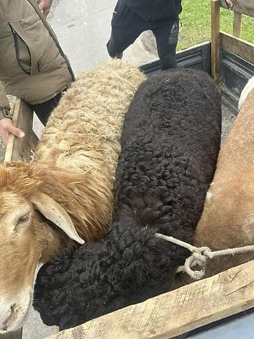 уйлар парода: Продаю | Овца (самка) | На забой | Матка — 2