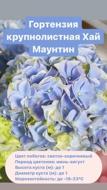 продам гортензию: Крупнолистная гортензия Хай Маунтин саженцы цветут на побегах прошлого — 1